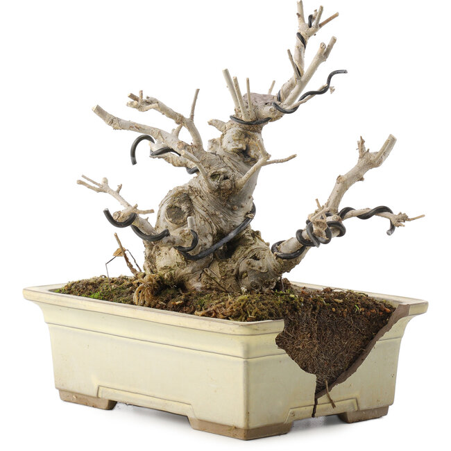 Ilex serrata, 15,5 cm, ± 10 Jahre alt, in einem zerbrochenen Topf