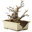 Ilex serrata, 15,5 cm, ± 10 ans, dans un pot cassé