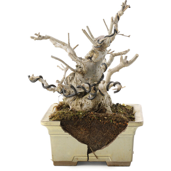 Ilex serrata, 15,5 cm, ± 10 years old, in a broken pot