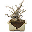 Ilex serrata, 15,5 cm, ± 10 ans, dans un pot cassé