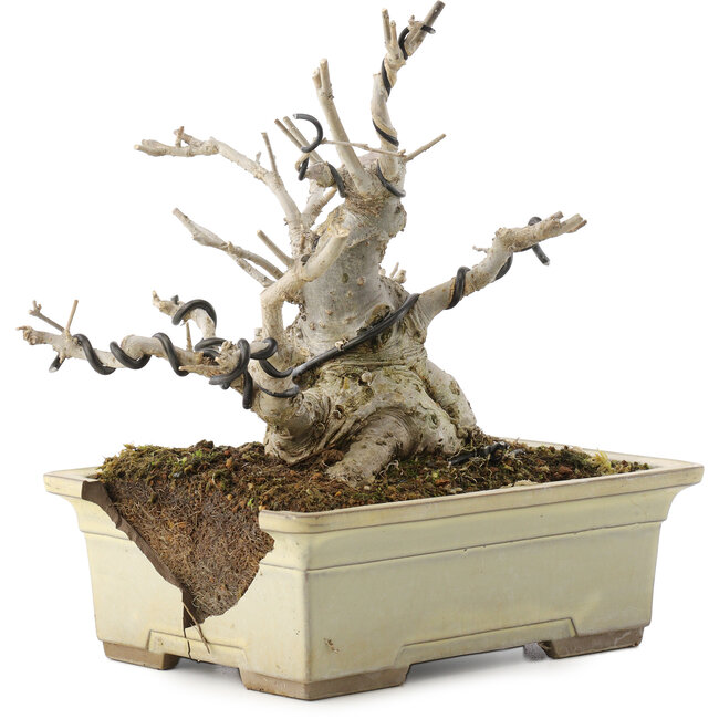 Ilex serrata, 15,5 cm, ± 10 years old, in a broken pot