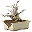 Ilex serrata, 15,5 cm, ± 10 ans, dans un pot cassé