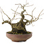 Ilex serrata, 17,5 cm, ± 20 years old