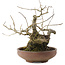 Ilex serrata, 17,5 cm, ± 20 years old