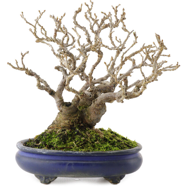 Morus, 16 cm, ± 20 años