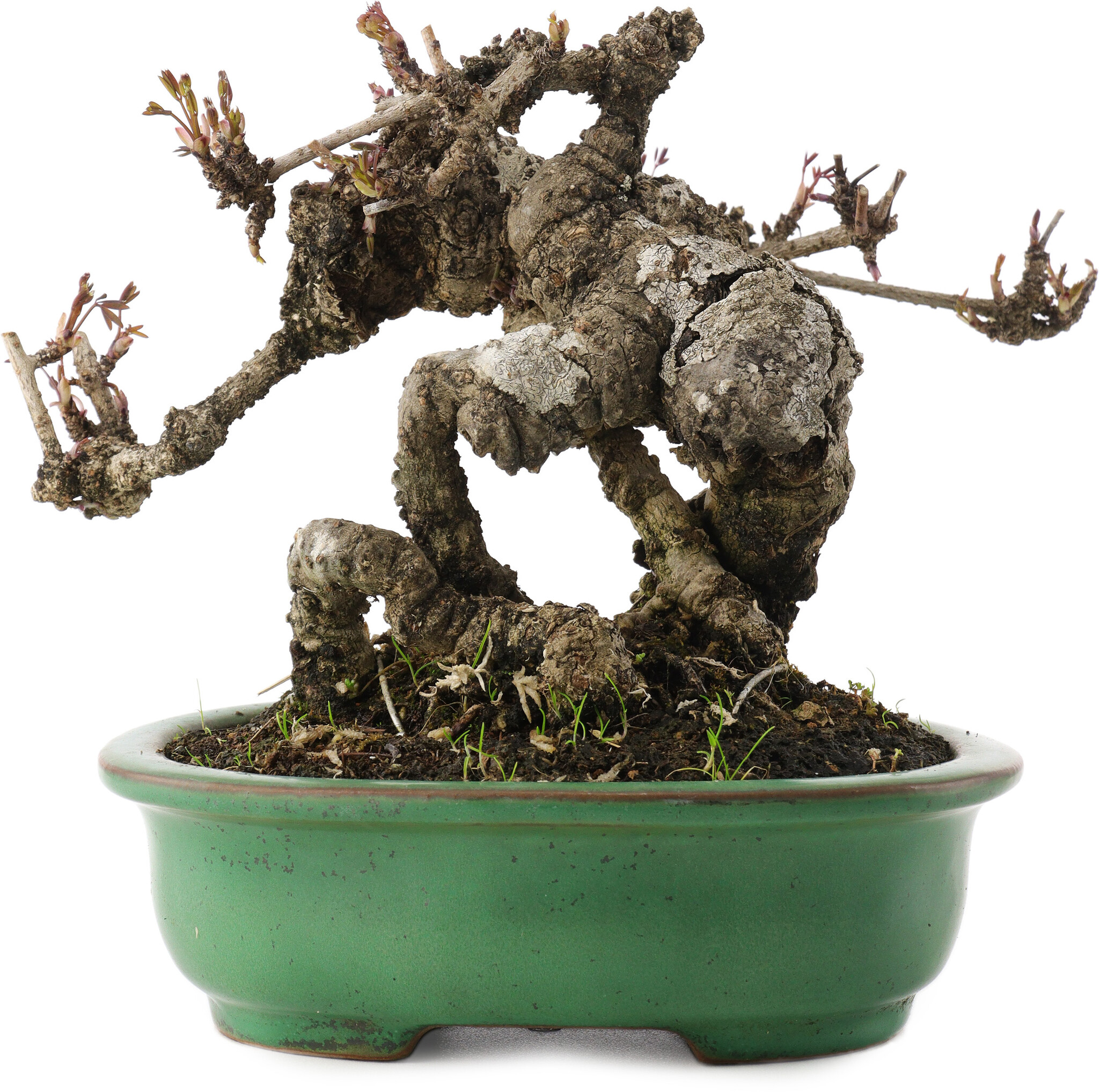 bonsai terrarium kit Plant Terrarium Bonsai - Self-Sustaining Miniature Gardens - DIY terrarium  kit