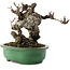 Akebia quinata, 16,5 cm, ± 20 years old, in a handmade Japanese pot by Yamafusa