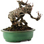 Akebia quinata, 16,5 cm, ± 20 years old, in a handmade Japanese pot by Yamafusa