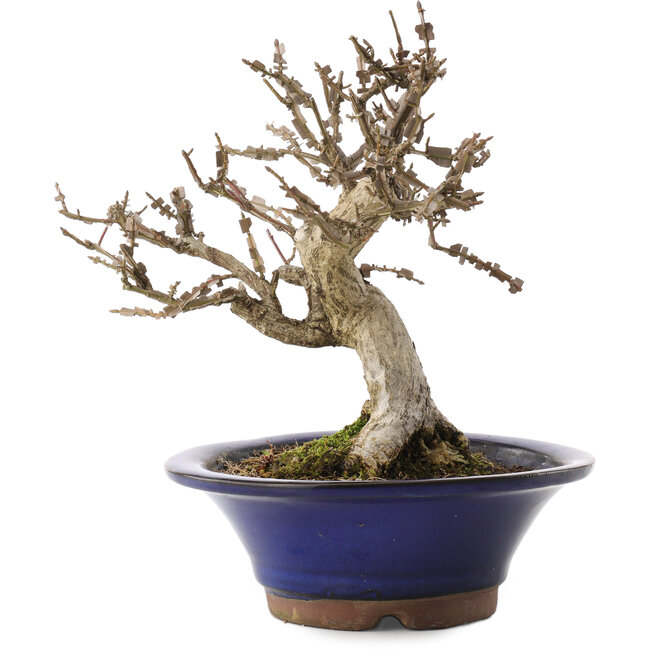 Euonymus alatus, 20 cm, ± 20 jaar oud