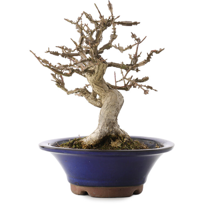 Euonymus alatus, 20 cm, ± 20 ans