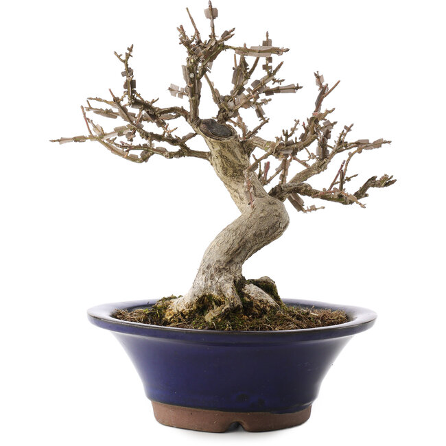 Euonymus alatus, 20 cm, ± 20 años