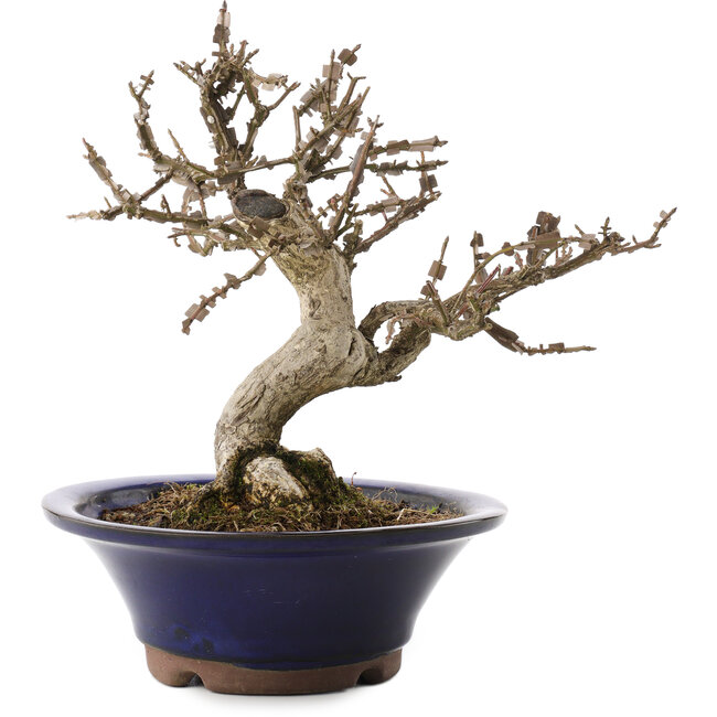 Euonymus alatus, 20 cm, ± 20 jaar oud