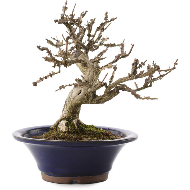 Euonymus alatus, 20 cm, ± 20 ans