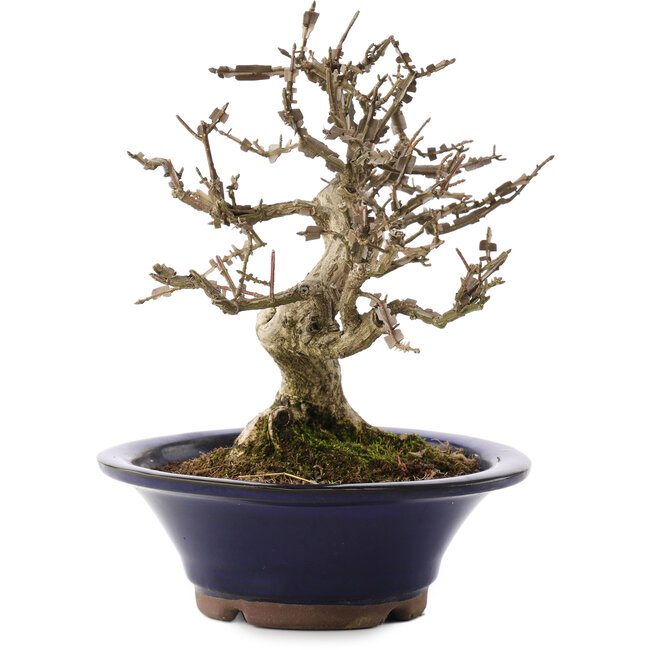 Euonymus alatus, 20 cm, ± 20 anni