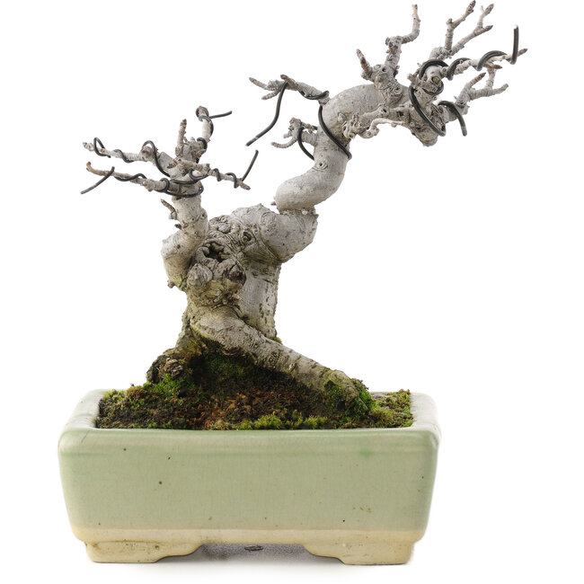 Pourthiaea villosa, 15,5 cm, ± 20 Jahre alt