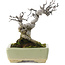 Pourthiaea villosa, 15,5 cm, ± 20 ans