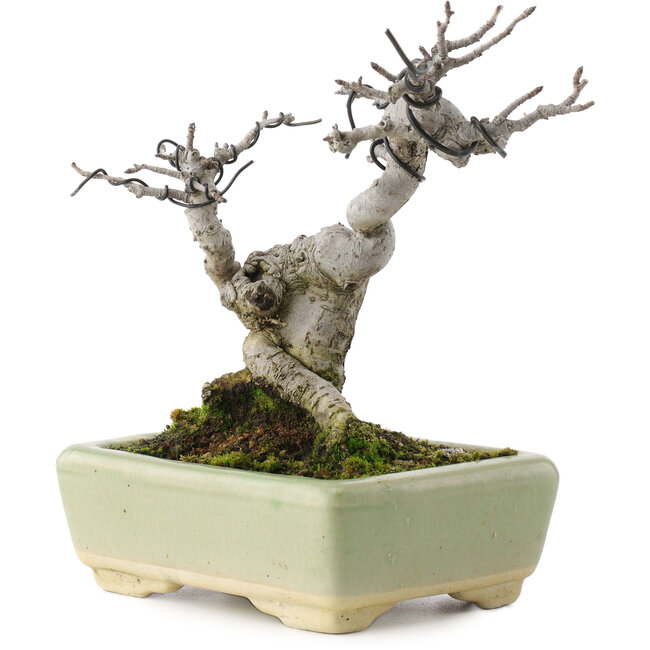 Pourthiaea villosa, 15,5 cm, ± 20 Jahre alt