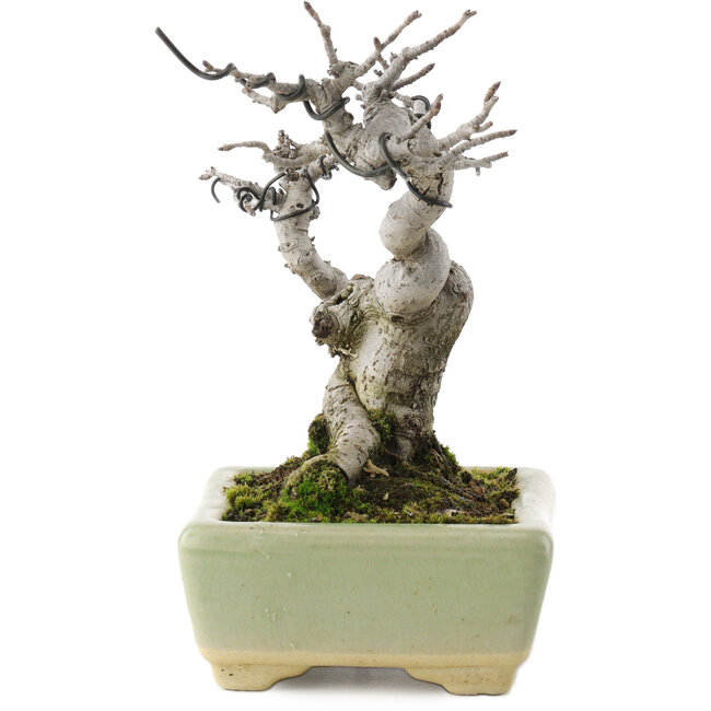 Pourthiaea villosa, 15,5 cm, ± 20 jaar oud