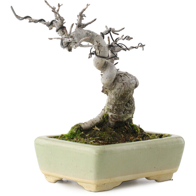 Pourthiaea villosa, 15,5 cm, ± 20 Jahre alt