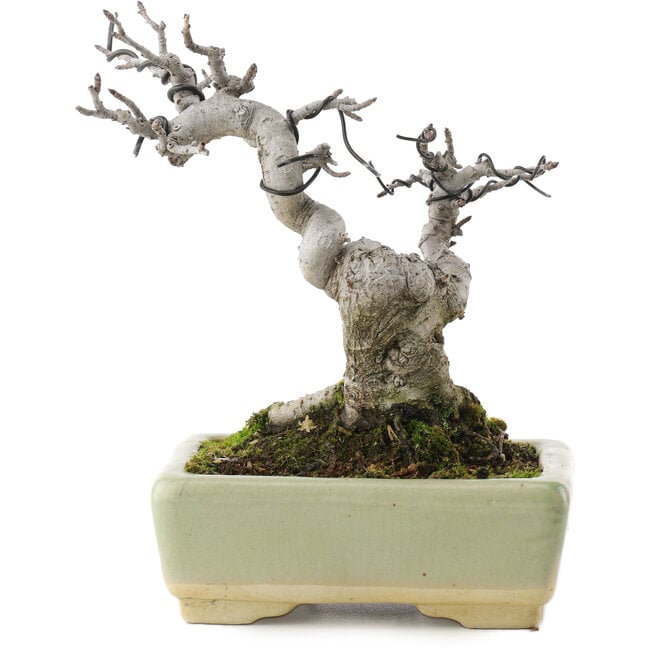 Pourthiaea villosa, 15,5 cm, ± 20 jaar oud