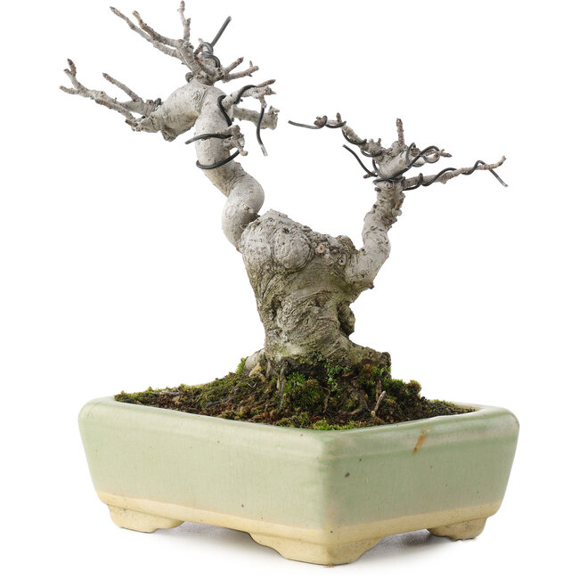 Pourthiaea villosa, 15,5 cm, ± 20 ans