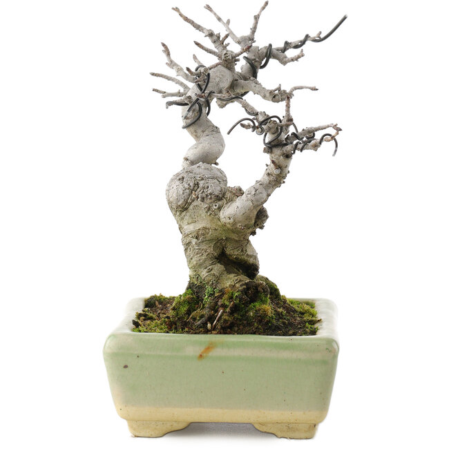 Pourthiaea villosa, 15,5 cm, ± 20 jaar oud