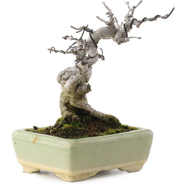 Pourthiaea villosa, 15,5 cm, ± 20 jaar oud