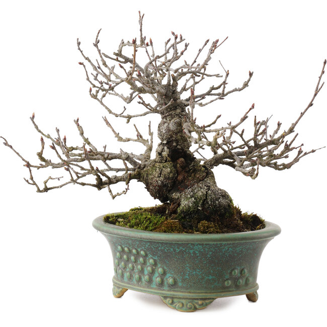 Pourthiaea villosa, 18,5 cm, ± 25 years old, in a handmade Japanese pot by Eime Yozan