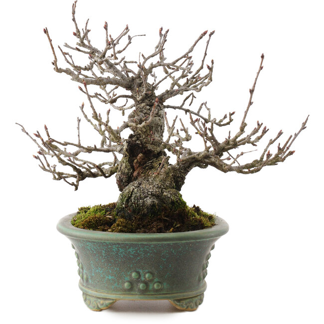 Pourthiaea villosa, 18,5 cm, ± 25 jaar oud, in een handgemaakte Japanse pot van Eime Yozan