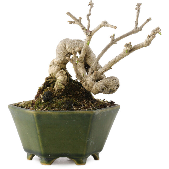 Ligustrum, 15,5 cm, ± 20 Jahre alt, in einem handgefertigten japanischen Topf von Eime Yozan