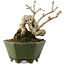 Ligustrum, 15,5 cm, ± 20 ans, dans un pot japonais fait main par Eime Yozan