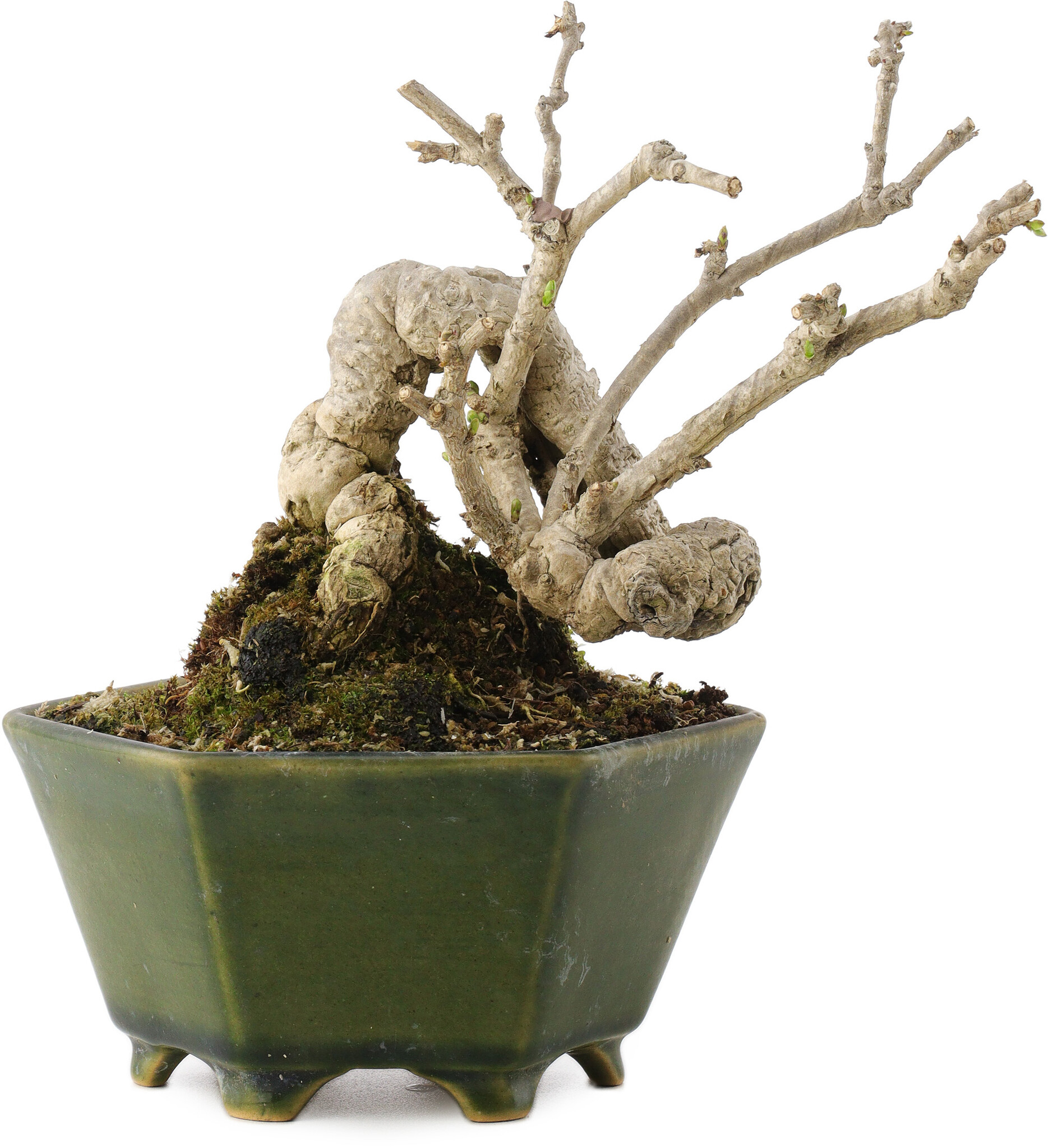 eibe gro kaufen Eibe  Taxus baccata (Hecke)