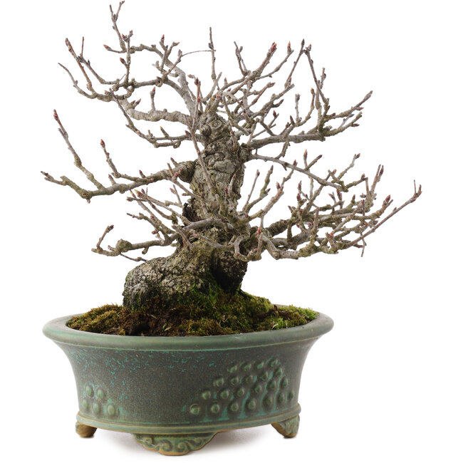 Pourthiaea villosa, 18,5 cm, ± 25 ans, dans un pot japonais fait main par Eime Yozan