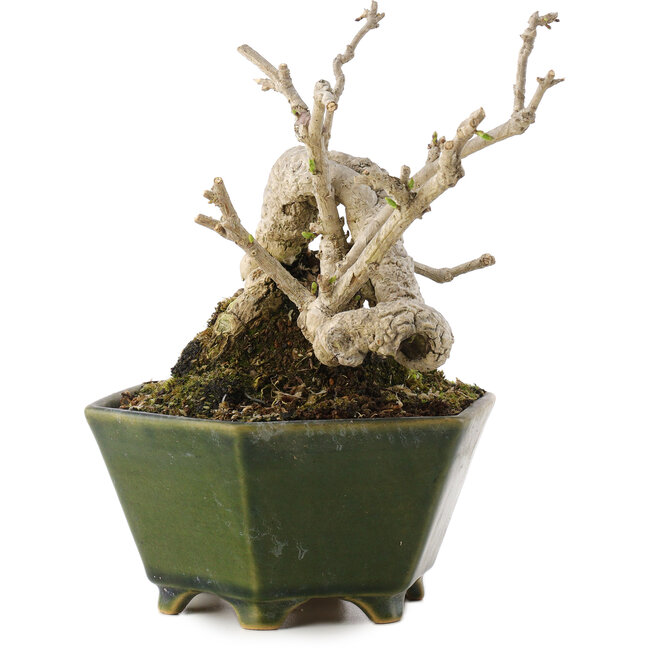 Ligustrum, 15,5 cm, ± 20 años, en maceta japonesa hecha a mano por Eime Yozan