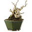 Ligustrum, 15,5 cm, ± 20 ans, dans un pot japonais fait main par Eime Yozan