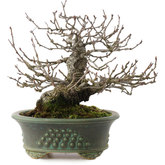 Pourthiaea villosa, 18,5 cm, ± 25 ans, dans un pot japonais fait main par Eime Yozan