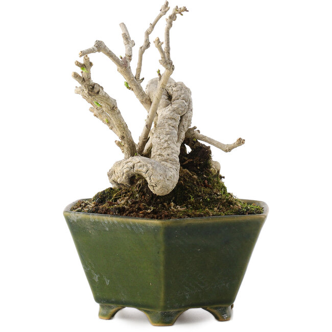 Ligustrum, 15,5 cm, ± 20 años, en maceta japonesa hecha a mano por Eime Yozan