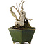 Ligustrum, 15,5 cm, ± 20 ans, dans un pot japonais fait main par Eime Yozan