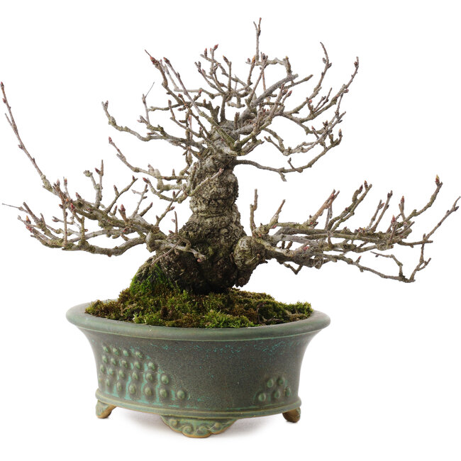 Pourthiaea villosa, 18,5 cm, ± 25 ans, dans un pot japonais fait main par Eime Yozan