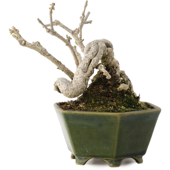 Ligustrum, 15,5 cm, ± 20 jaar oud, in een handgemaakte Japanse pot van Eime Yozan