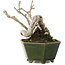 Ligustrum, 15,5 cm, ± 20 ans, dans un pot japonais fait main par Eime Yozan