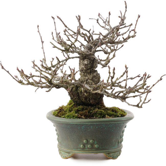 Pourthiaea villosa, 18,5 cm, ± 25 ans, dans un pot japonais fait main par Eime Yozan