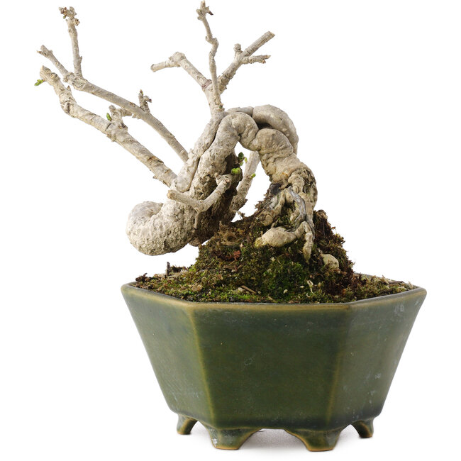 Ligustrum, 15,5 cm, ± 20 años, en maceta japonesa hecha a mano por Eime Yozan