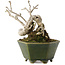 Ligustrum, 15,5 cm, ± 20 ans, dans un pot japonais fait main par Eime Yozan