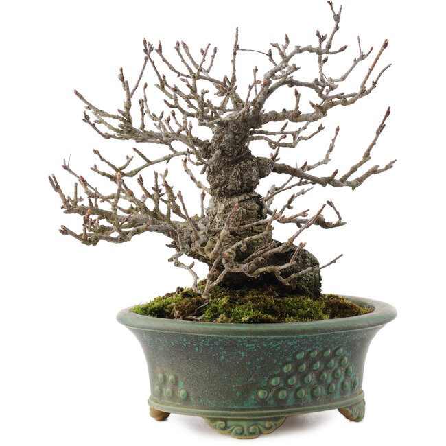 Pourthiaea villosa, 18,5 cm, ± 25 jaar oud, in een handgemaakte Japanse pot van Eime Yozan