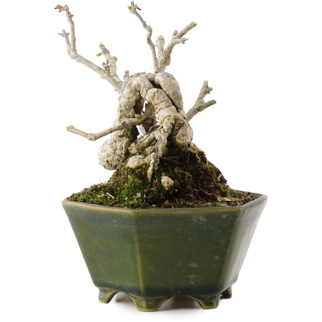 Ligustrum, 15,5 cm, ± 20 anni, in un vaso giapponese fatto a mano da Eime Yozan