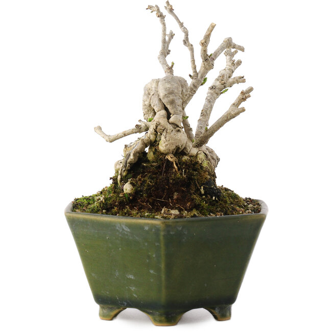 Ligustrum, 15,5 cm, ± 20 años, en maceta japonesa hecha a mano por Eime Yozan