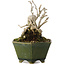 Ligustrum, 15,5 cm, ± 20 anni, in un vaso giapponese fatto a mano da Eime Yozan