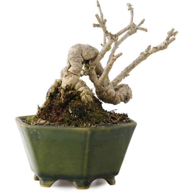 Ligustrum, 15,5 cm, ± 20 anni, in un vaso giapponese fatto a mano da Eime Yozan