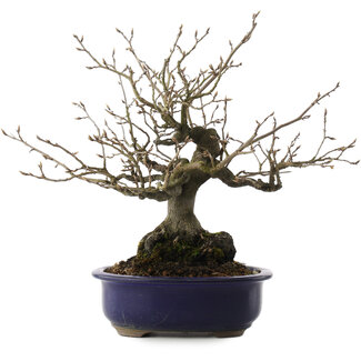 Diospyros kaki, 30 cm, ± 30 años